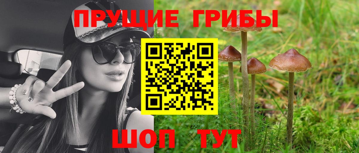 Галлюциногенные грибы Psilocybe Ртищево